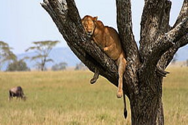 Habibi World Africa 7 DAYS Highlight Safari 