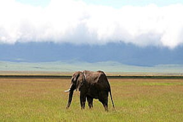 Tansania-Safari Destinations Habibi World Travel