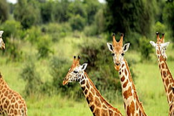 Habibi World Travel and Tours 8 Days Fly-In Safari 
