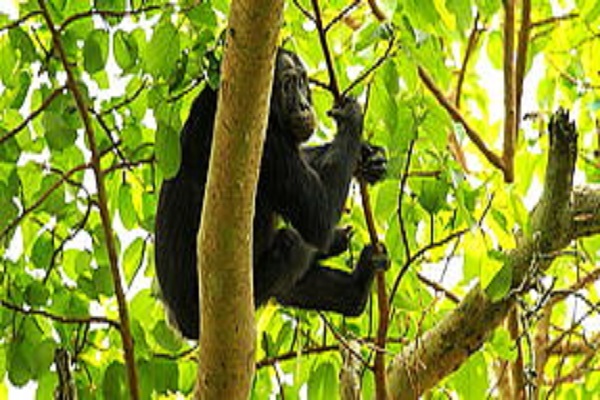 Habibi World Africa Best of Uganda 