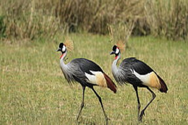 Uganda Intensive-Safari Habibi World Travel