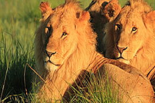 Habibi World Travel and Tours Masai Mara Fly-In Safari