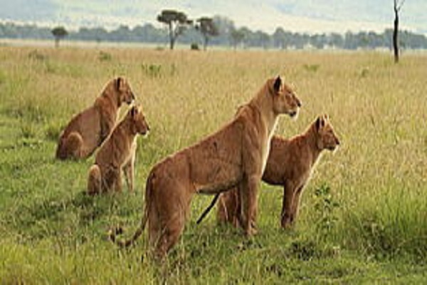 Kenya-Safari Destinations Habibi World Travel