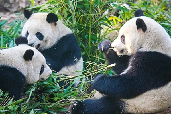 Habibi World Travel and Tour Pandas and Golden Cities Packages