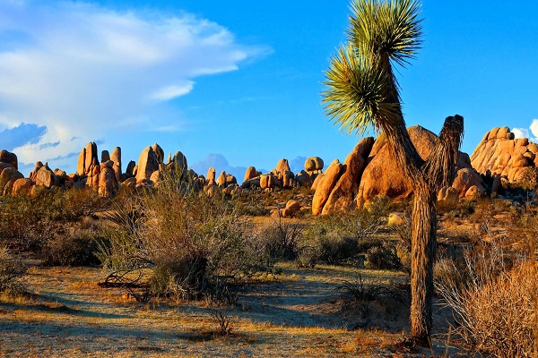Habibi World Travel JOSHUA TREE AND DEATH VALLEY 