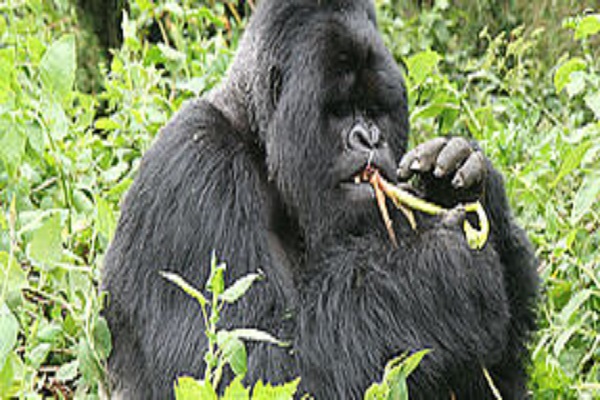Habibi World Travel Rwanda Safari