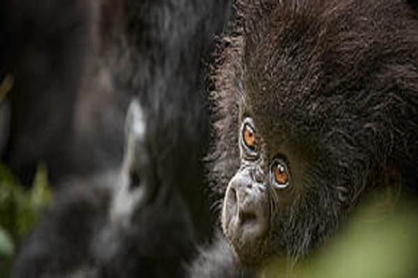 Rwanda Safari Habibi World Travel