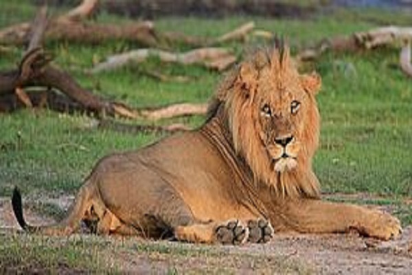 South Africa Safari Habibi World Travel