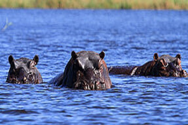 Habibi World Travel Romantic Safari