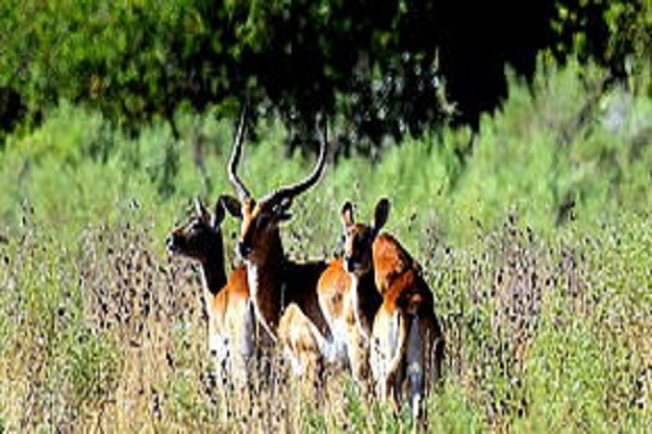 Habibi World Travel and Tours Family Superior Safari 