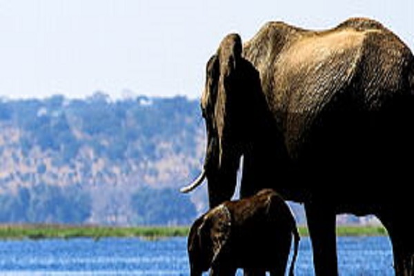 Habibi World Travel Botswana and Zambia Safari