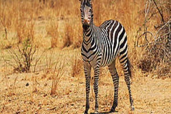 Habibi World Travel Botswana and Zambia Safari