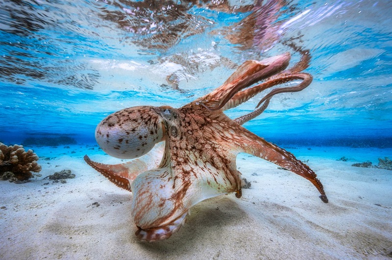Habibi World Travel and Tour underwater photography