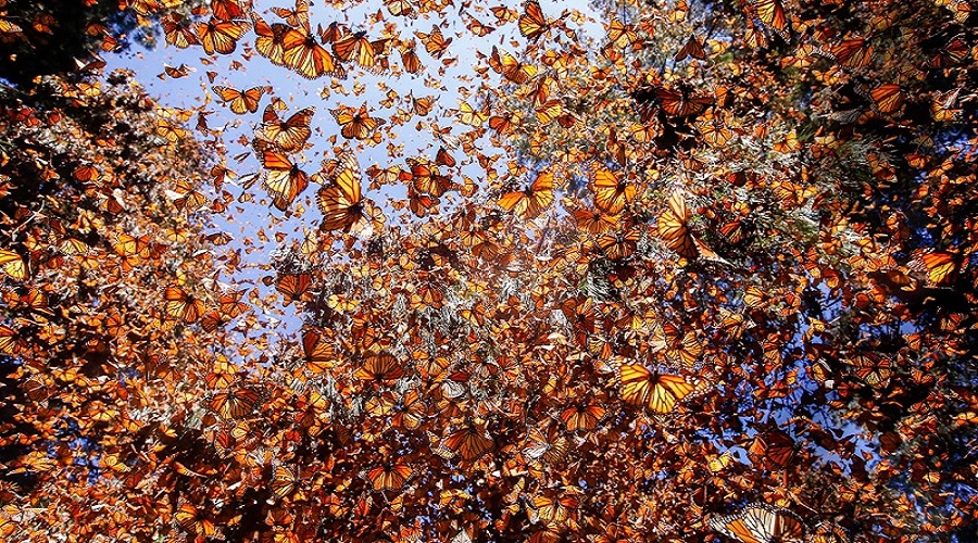  Monarch butterfly- Magic tour