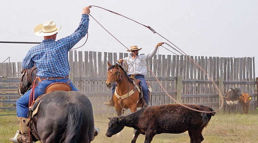 Habibi World Travel and Tour Cowboy School 