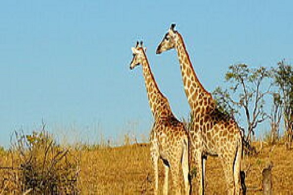 Habibi World Travel Zambia Under Canvas< Safari