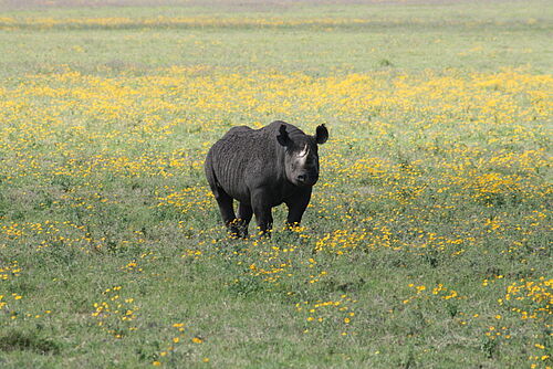  Africa Safari 11651- Habibi World Travel & Tour Africa