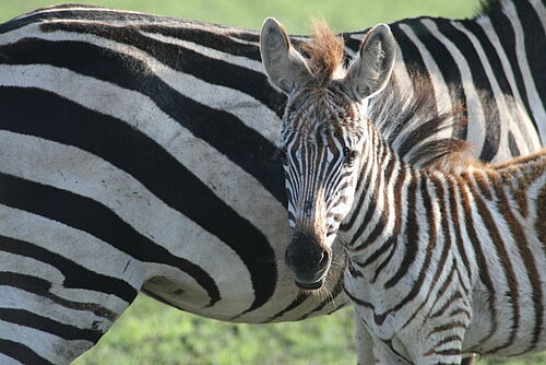 1 Africa Safari - Habibi World Travel & Tour Africa