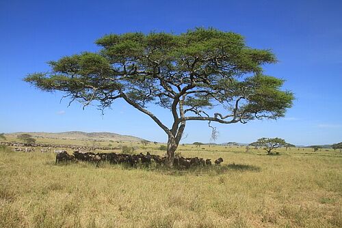  big-five-tansania-safari - Habibi World Travel & Tour Africa