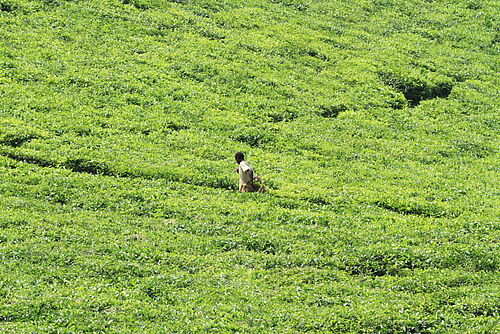 Africa-uganda-Safari