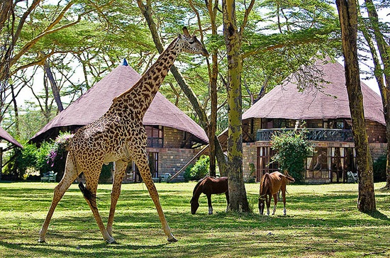 Family Safari Vacation 11 - Habibi World Travel & Tour Africa