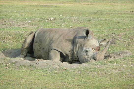 Family Safari Vacation - Habibi World Travel & Tour Africa