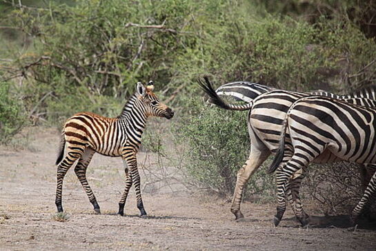 Family Safari Vacation - Habibi World Travel & Tour Africa