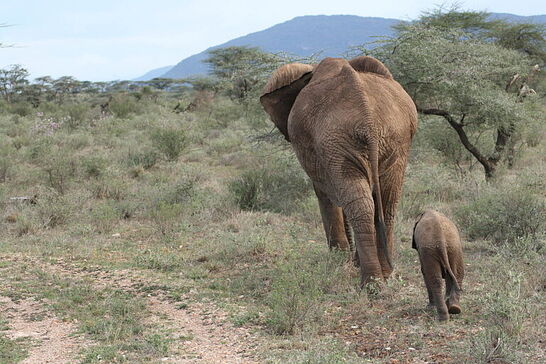 Family Safari Vacation - Habibi World Travel & Tour Africa