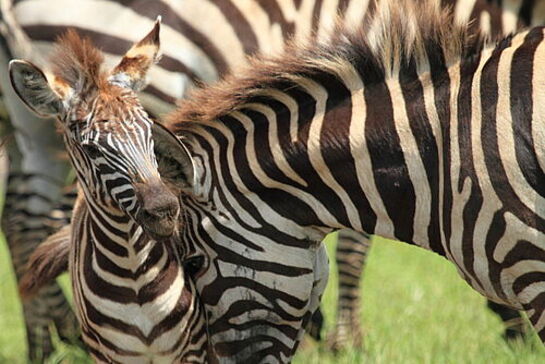 Family Safari Vacation - Habibi World Travel & Tour Africa