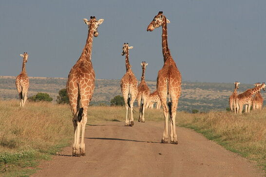 Family Safari Vacation - Habibi World Travel & Tour Africa