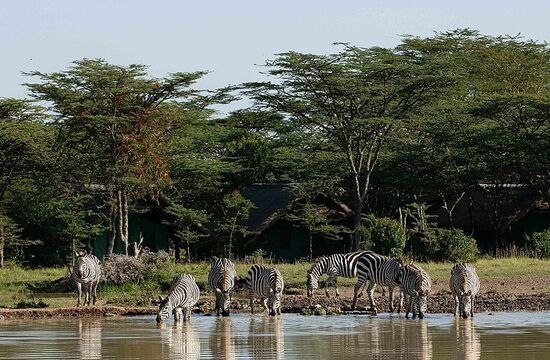  Family Safari Vacation 1 - Habibi World Travel & Tour Africa